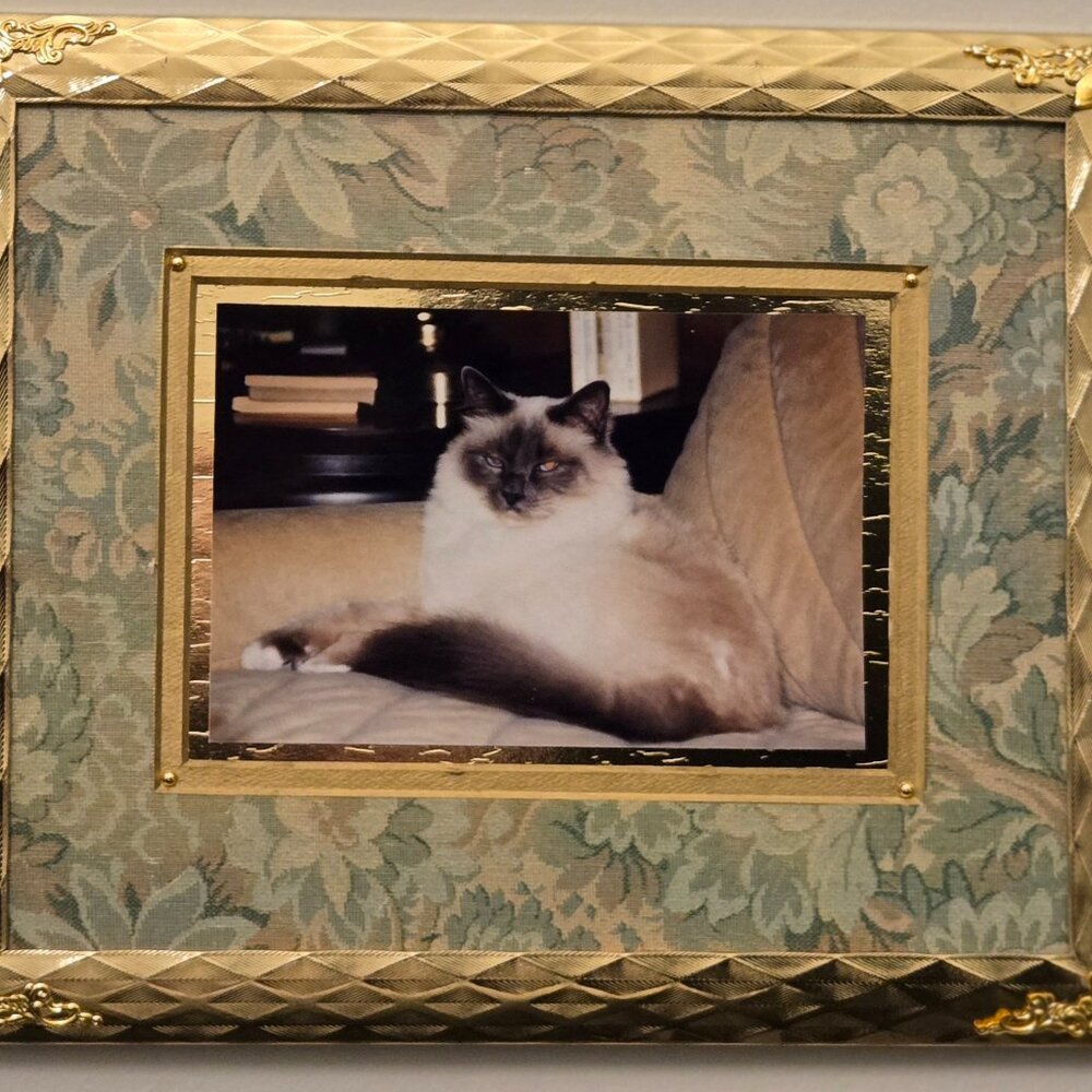 Cat Your Heart Out! package - Picture 6 of 8